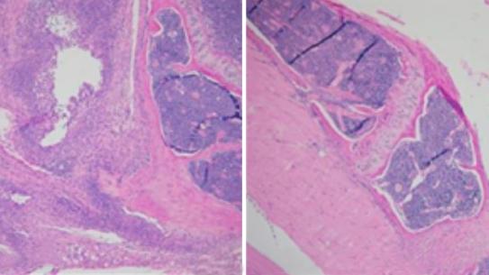 Microscopic image of tissue in a mouse joint.