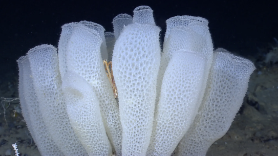 6 Venus flower sponges standing upright in the ocean