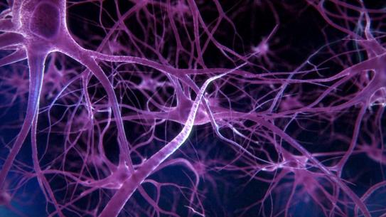close up of neuron synapse