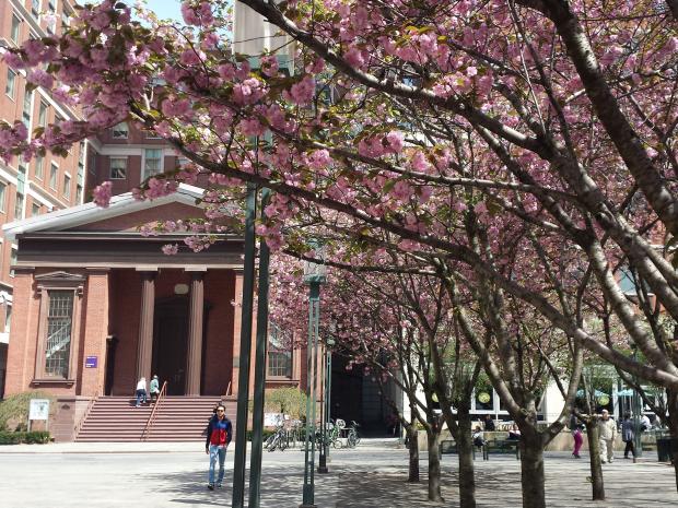 cherry blossom tree in bloom at MetroTech Commons
