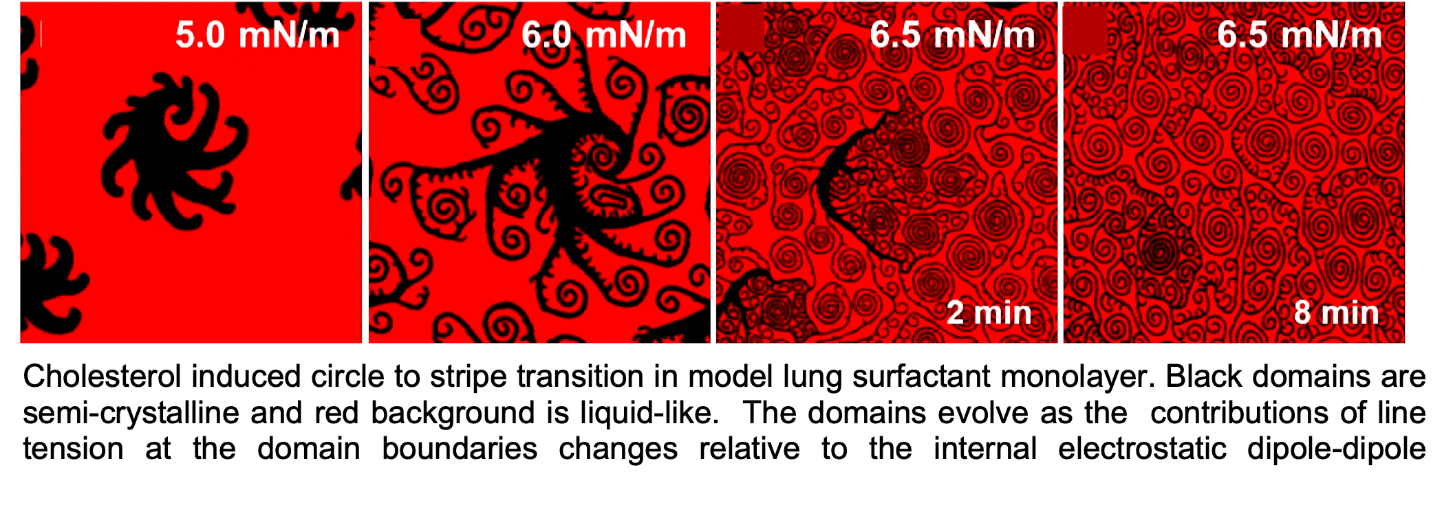 Cholesterol Induced Circle to Stripe Transition in Model Lung Surfactant Monolayer